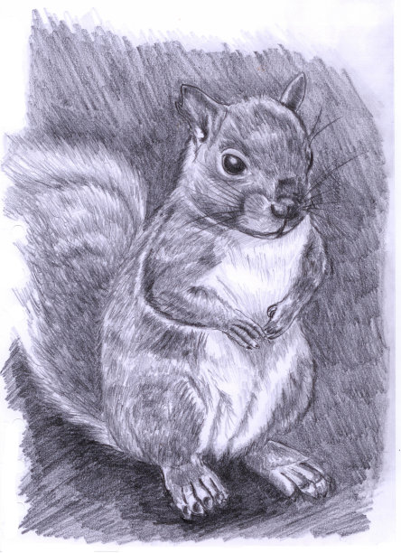 松鼠坐在地上的肖像图片下载