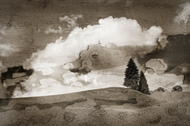 山上的针叶树在树皮上。色调形象，复古单色风格。图片下载