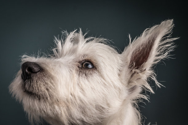 Westie小狗肖像图片下载