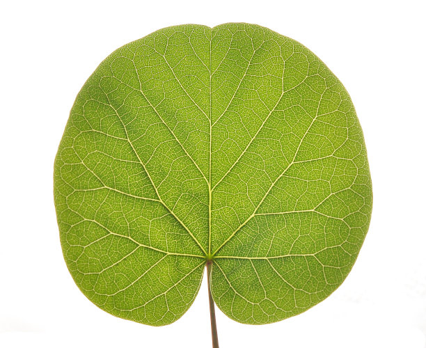 绿色的叶子图片下载