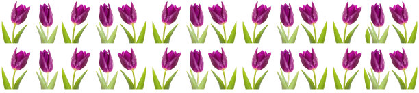 郁金香花勃艮第酒状的紫色，茎上全长的紫罗兰色图片下载