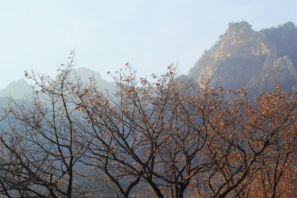 韩国的秋天，银杏叶会变色。图片下载