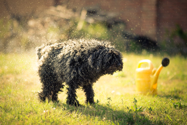 匈牙利Puli湿狗摇晃图片下载