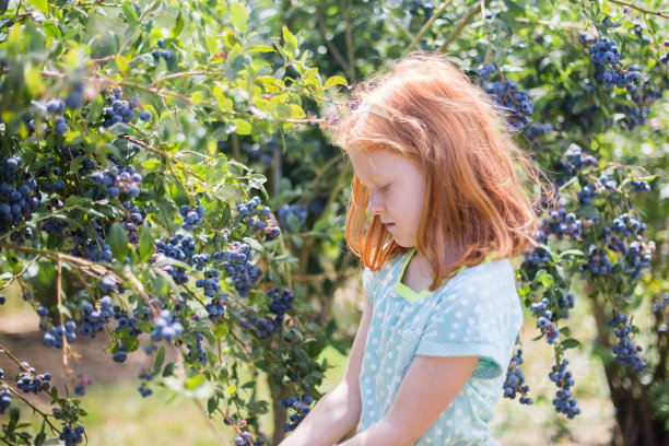一个红头发的小女孩在采摘蓝莓图片下载