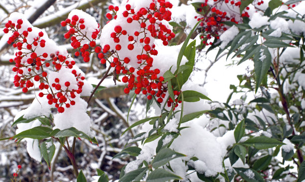 冬天的浆果素材图片