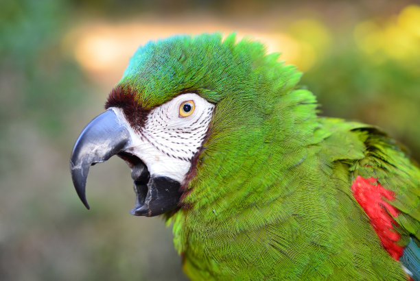 严重的金刚鹦鹉尖叫图片下载