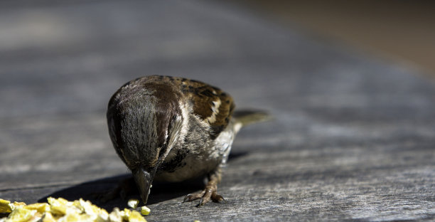 对冲麻雀图片下载