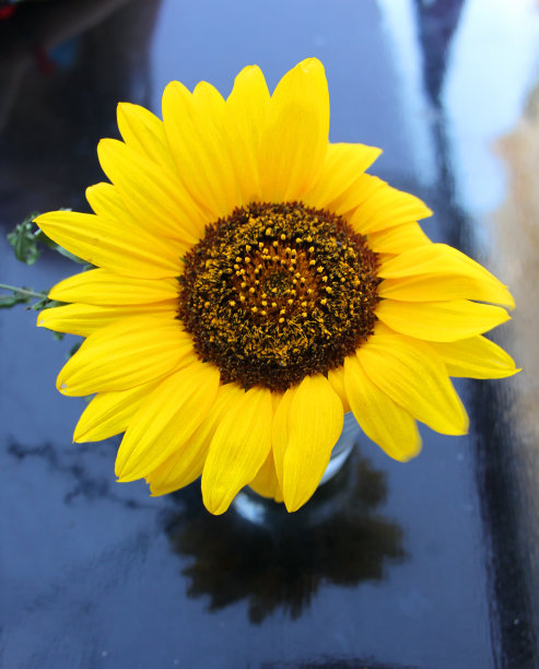 向日葵图片下载