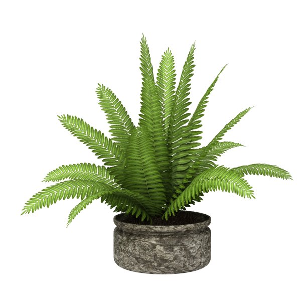 盆栽植物图片下载