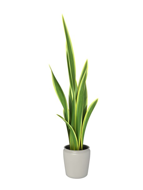 盆栽植物图片下载