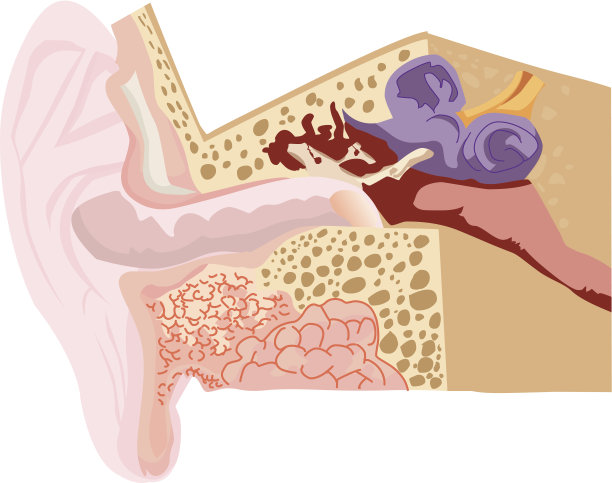 人耳图图片下载