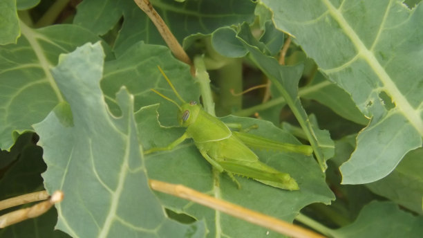 蚱蜢绿色图片下载