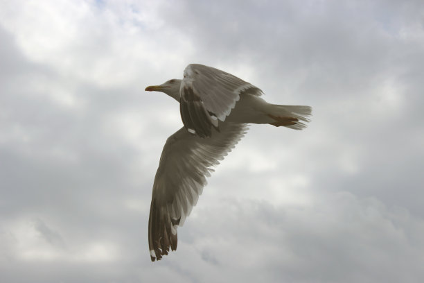 有目的的飞行图片下载