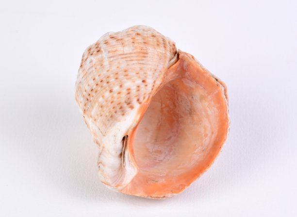 特写海螺在白色背景图片下载