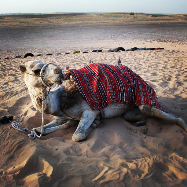 沙漠中的骆驼图片下载