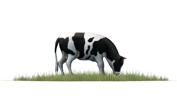 白色背景上的奶牛图片下载