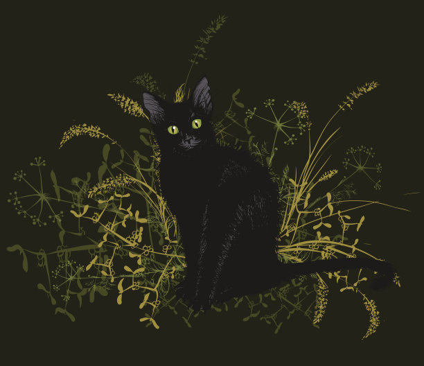 枯草中的黑猫。图片下载