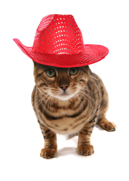 树脂孟加拉猫图片下载