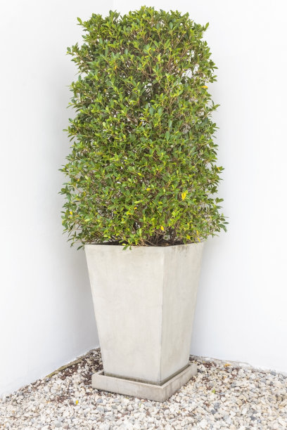 树在锅图片下载