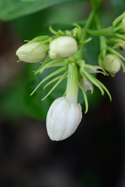 茉莉花图片下载