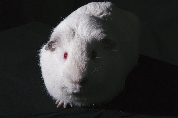 白色豚鼠图片下载
