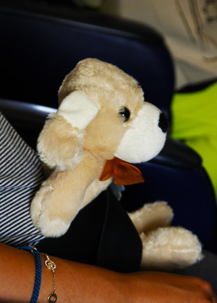 带着安全带的毛绒狗图片下载