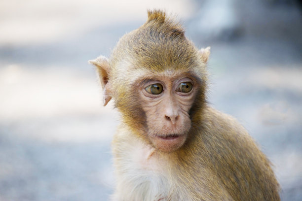 可爱的猴子图片下载