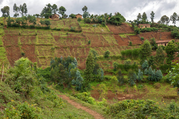 卢旺达的极端农业图片下载