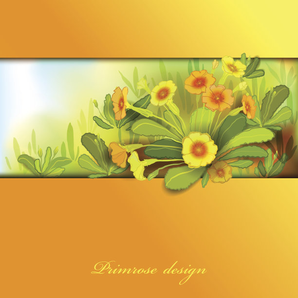 橙色黄色的报春花图片下载