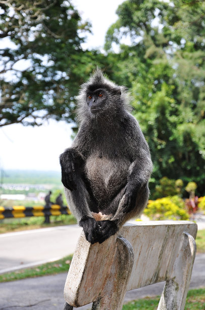 镀银叶的猴子图片下载