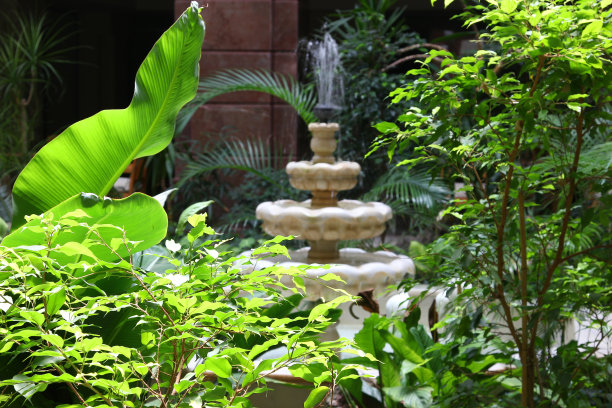 热带树木中的喷泉图片下载