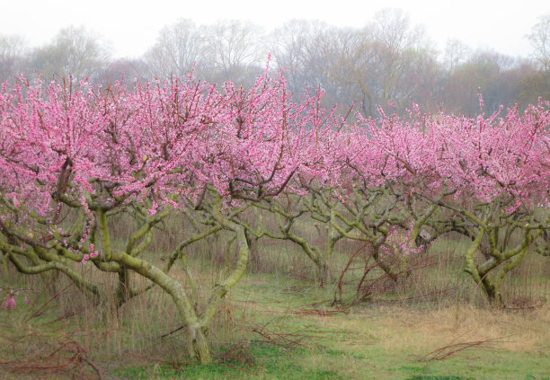 桃花盛开图片下载