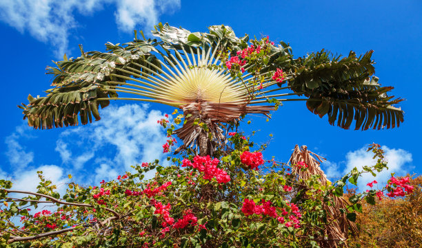棕榈和鲜花图片下载