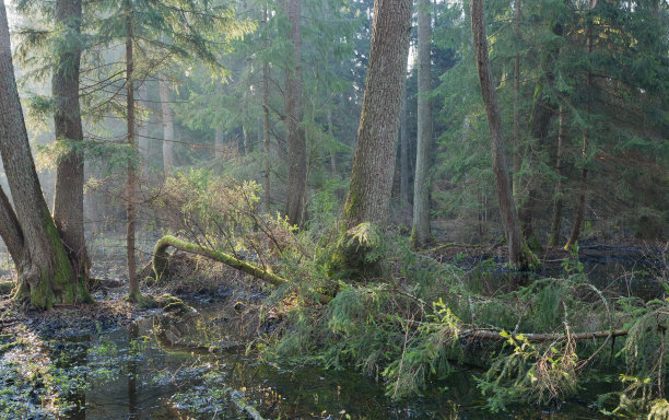 比亚沃维耶扎森林河岸站在早晨图片下载