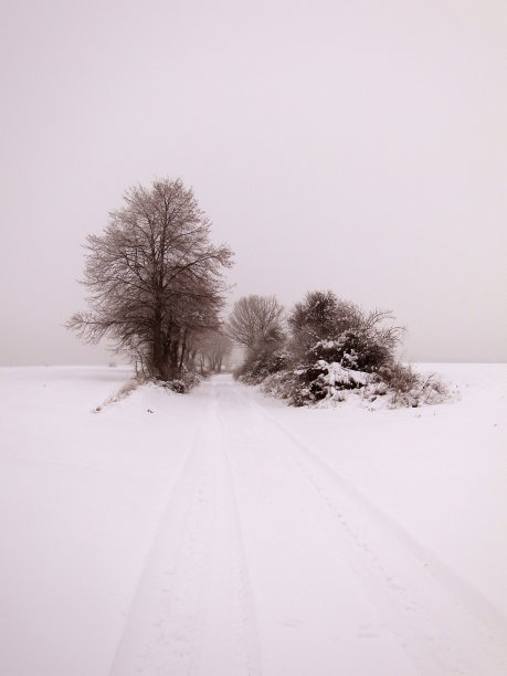 波尔纳·德罗加·齐姆？图片下载