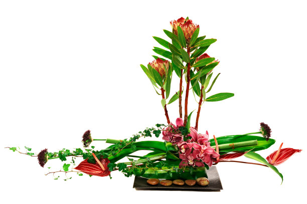 装饰与兰花图片下载