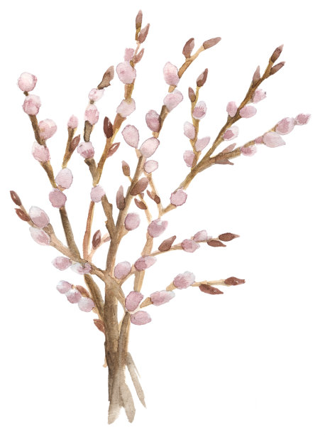 分支的褪色柳图片下载