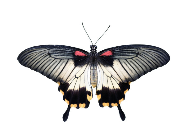 燕尾蝶-大摩门蝶图片下载