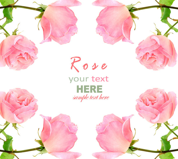 粉色玫瑰作为背景图片下载