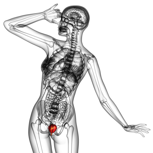 人类膀胱图片下载
