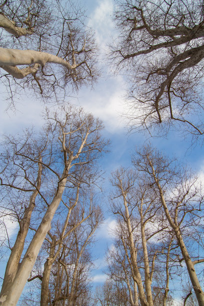 树的背景图片下载