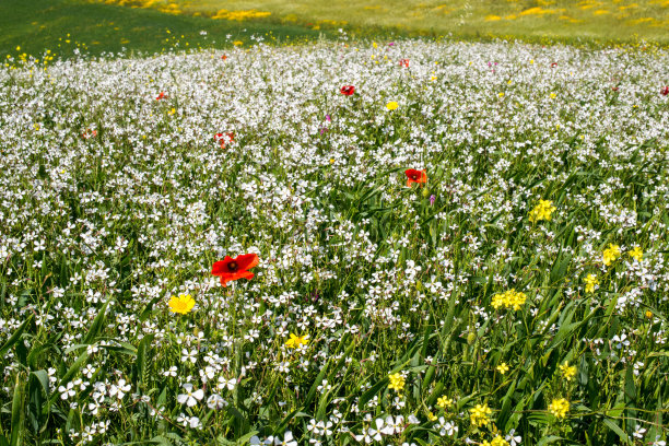 五彩缤纷的花田图片下载