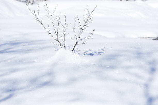 冬天里你的雾凇。图片下载
