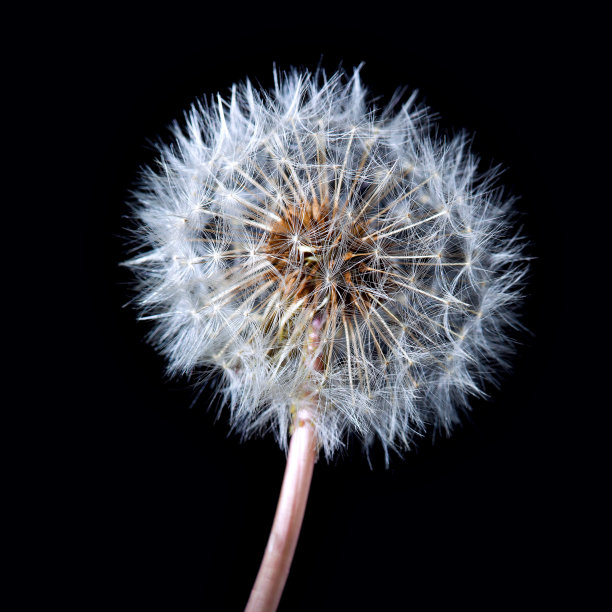 蒲公英花的气球图片下载