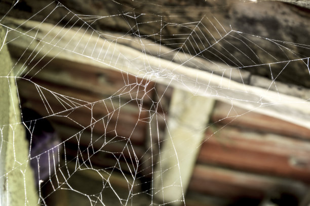 蜘蛛网图片下载