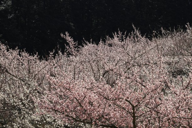 梅花园图片下载