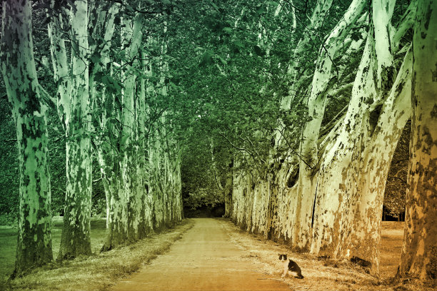 梧桐树巷图片下载