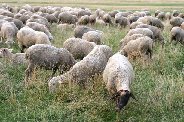 群绵羊图片下载