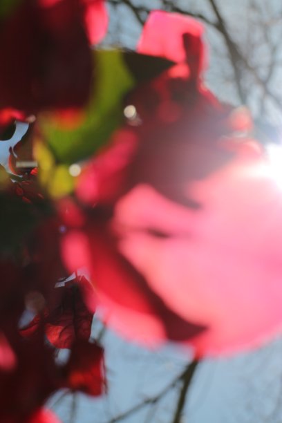 九重葛的叶子和粉红色的花透过阳光图片下载