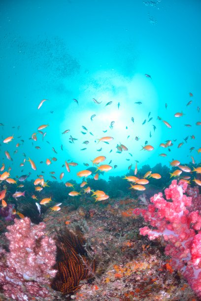 海戈尔迪图片下载